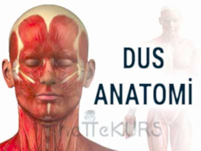 DUS Anatomi Dersleri